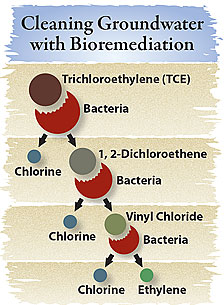 Cleaning Groundwater with Bioremediation